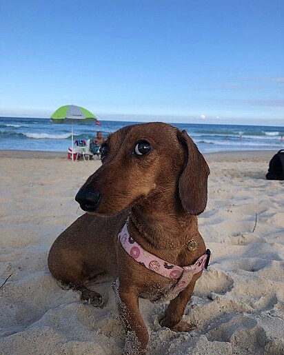 Cachorro dachshund na praia. Fifinha adora uma praia. É rolezeira.