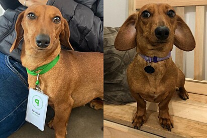 Tutora revela porquê sua cachorrinha está solteira.