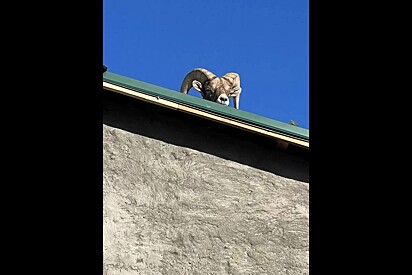 Família fica incrédula com animal que viram em cima do telhado da casa.