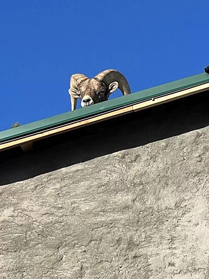 O naimla começou a fazer barulhos estranhos no telhado da casa.