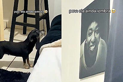 Cachorrinha comove internautas ao reagir emocionantemente ao ver a fotografia de sua tutora falecida.