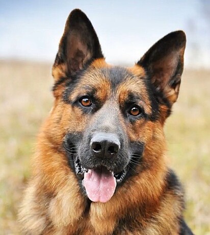 Nessa acreditou ter adotado um cachorro da raça pastor alemão.