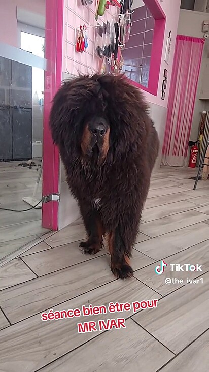 O cachorro da raça mastim tibetano.