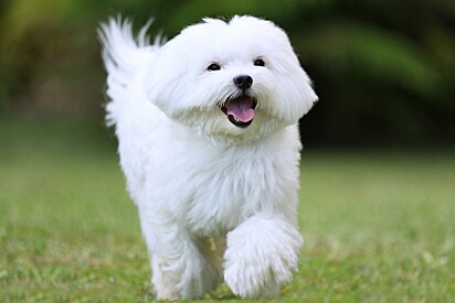 Conheça 5 raças encantadoras de cães com pelagem branca. 