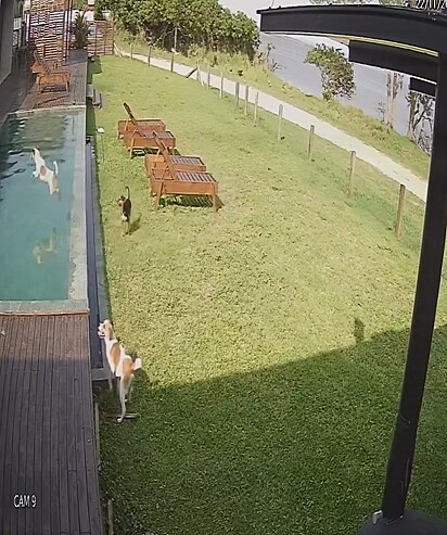 Um dos cachorros foi direto na piscina.