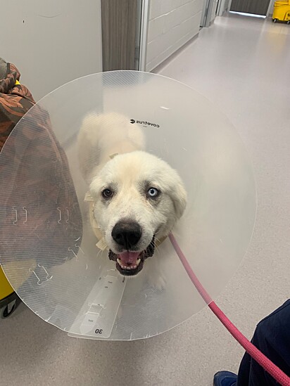 O cão passou seis semanas se recuperando. 