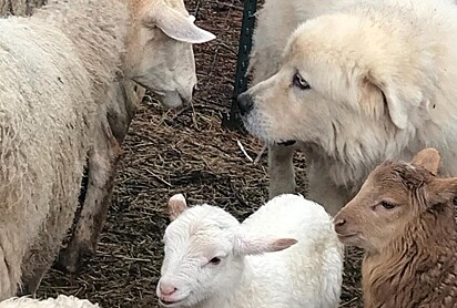 Casper ama suas ovelhas.