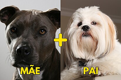 Conheça Pitty, uma cachorra de mistura das raças Pitbull e Lhasa Apso.