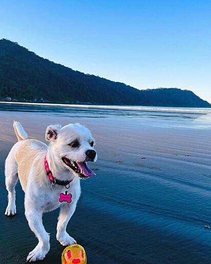 Pitty ama uma praia e bolinha.