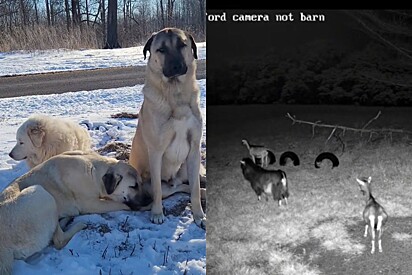 Câmera de segurança registra ação de cães protegendo rebanho de cabras de predadores.
