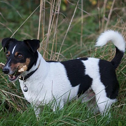 Fox Paulistinha, foto ilustrativa de um cão da raça que Mônica acreditou estar comprando.