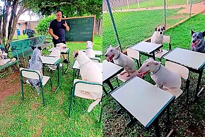 Cachorros são flagrados super atentos durante aula em creche para cães.