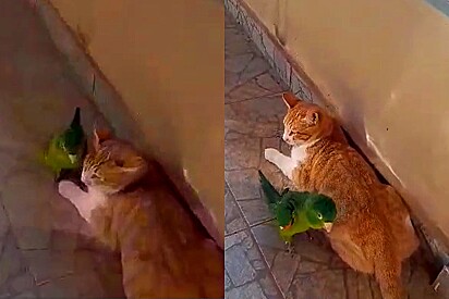 Maritaca e gato desenvolvem amizade inusitada, e a ave não gosta que ninguém se aproxime do felino.