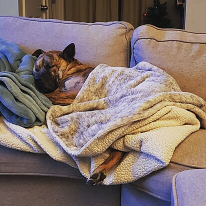 Moby é um cachorro que, em vez de banho, prefere cama.
