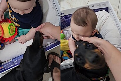 A interação entre o pet e bebê é sempre supervisionada, declarou a mãe.