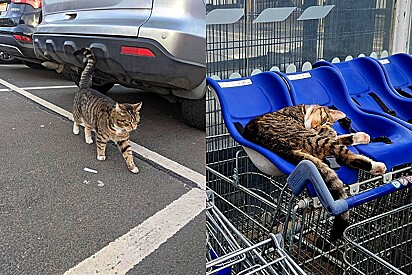 Clientes de supermercado têm motivos a mais para frequentarem o local: o gatinho que trabalha lá.