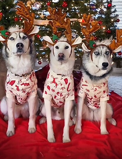 Os cães vestindo roupas natalinas.
