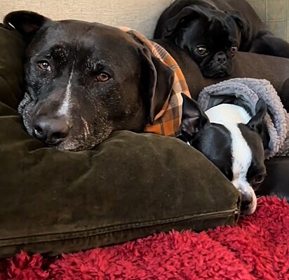 Briggs adora ficar pertinhos dos seus dois irmão caninos.