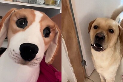 Tutora finge adotar cachorro de pelúcia para ver reação do seu pet - e esse foi o resultado.