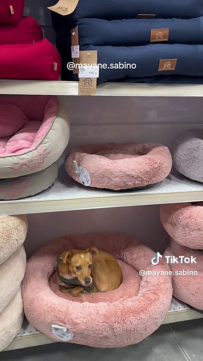 A cachorrinha adorou um cama peluciada rosa.