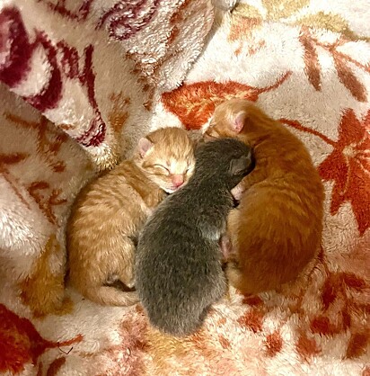 Os gatinhos tem a pelagem laranja fraco, laranja forte e cinza.