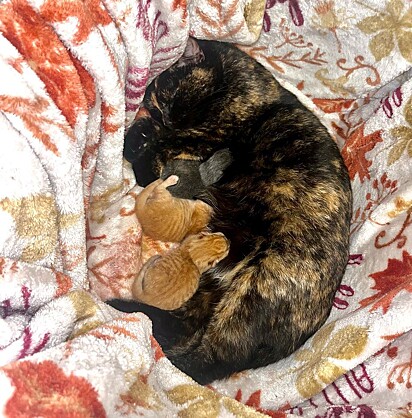 A gatinha deu à luz a três filhotes.