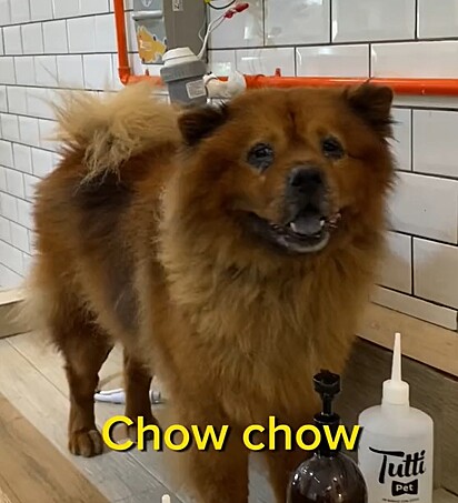 O chow chow tem fama de ser bravo, mas, como qualquer cão, precisa de socialização desde cedo.