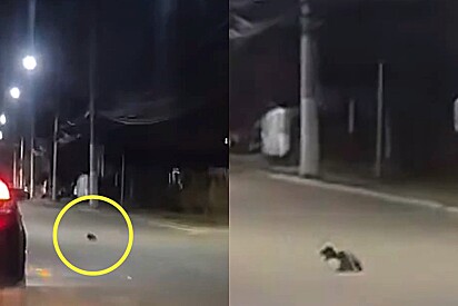 Motorista de aplicativo avista um animal no meio da rua pedindo por ajuda.
