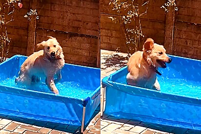 Golden retriever fica enlouquecida ao ganhar piscina para se refrescar no verão.