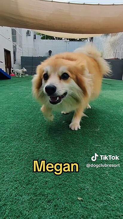 Megan adora correr pela grama sintética.