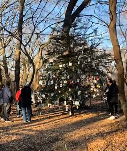 Desde 1980, essa árvore é decorada todos os anos pelo Guardião da Árvore e voluntários.