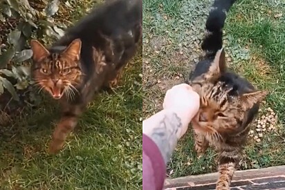 Por nove meses, jovem alimenta gato de rua arisco até que o melhor acontece.