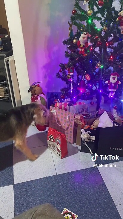 A cachorrinha já sabe que é tradição ganhar um presente.