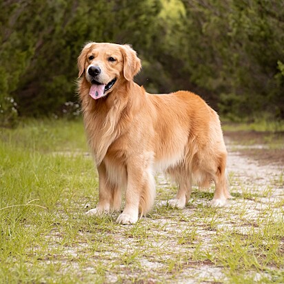 Cão da raça Golden Retriever.