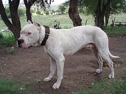 Morocho, Dogo argentino que lutou bravamente para salvar duas crianças de uma onça.