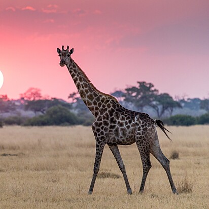 Foto ilustrativa de uma girafa.