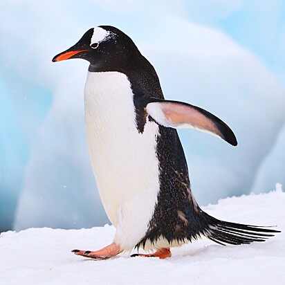 Foto ilustrativa de um pinguim.