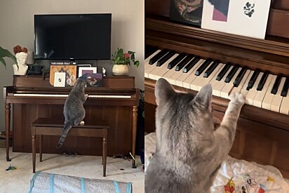 Mozart vive? Gato é flagrado compondo música no piano e vídeo recebe dois milhões de visualizações.