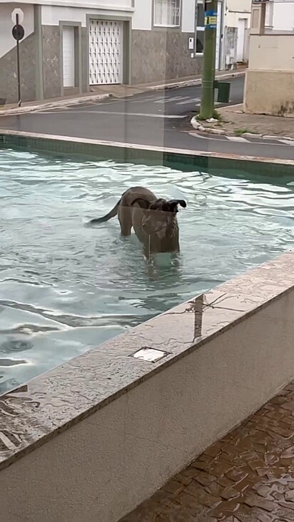 O cachorro se refrescando na piscina do prédio.