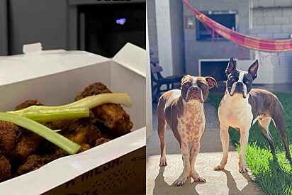 Cães fazem encomenda de frango frito custar 5.600 reais