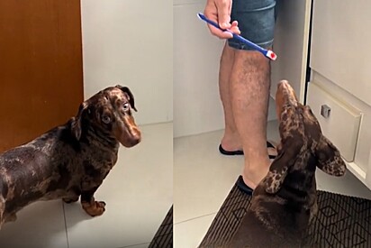 O cachorro Chico simplesmente adora escovar os dentes!