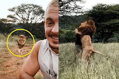 O rapaz filmou os momentos que leões pulam nele.