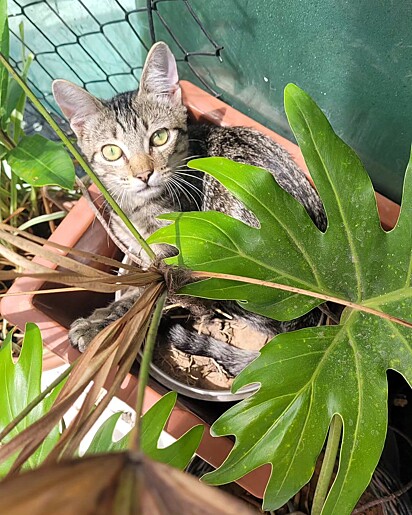 O gato Pitico escondido dentro de um vaso de planta.