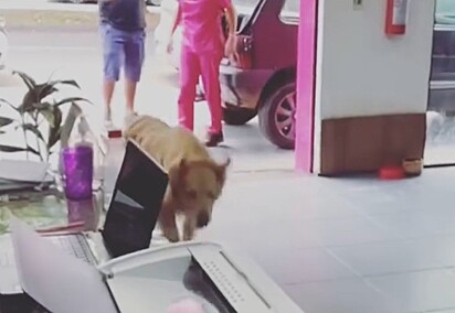 O cachorro Bob enlouquecido entrando no pet shop.