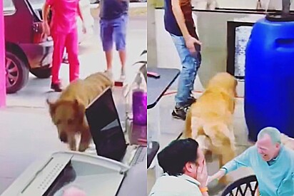 Golden retriever fica tão animado para tomar banho no pet shop que chega a furar a fila!