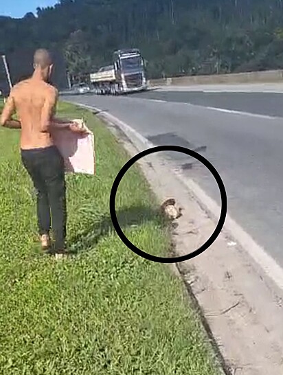 Casal avistou criatura à beira da estrada e estacinou para ajudar.