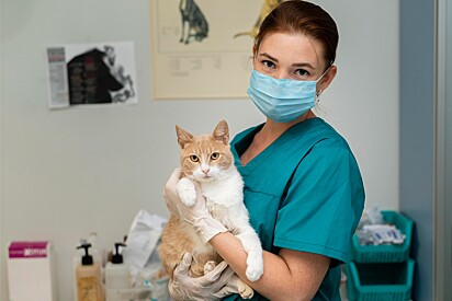 O gatinho hacker criou um problema para o veterinário.