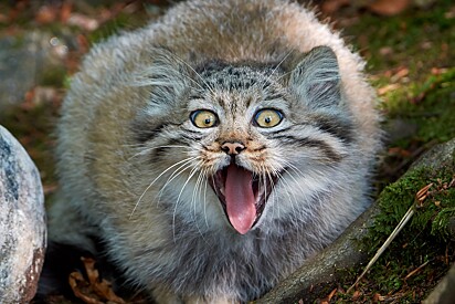 O gato de Pallas é conhecido por ser expressivo. 