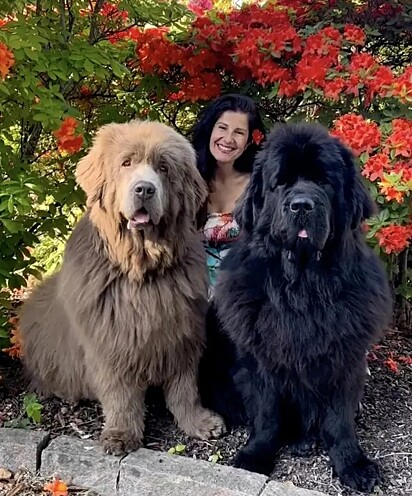 Cães da raça Terrier de Newfoundland. Teddy, Sanela (tutora) e Leo. Os cachorros são gigantes! 