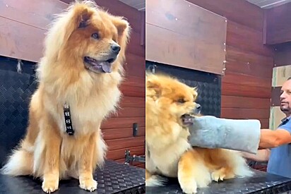 Groomer mostra como faz para atender cachorro bravo que chegou em seu pet shop.